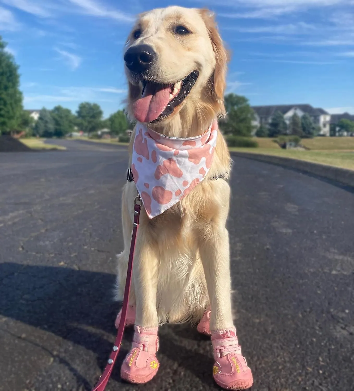 QUMY Dog Shoes for Large Dogs, Medium Dog Boots & Paw Protectors for Winter Snowy Day, Summer Hot Pavement, Water-Resistant in Rainy Weather, Outdoor Walking, Indoor Hardfloors Skid-Resistant Sole